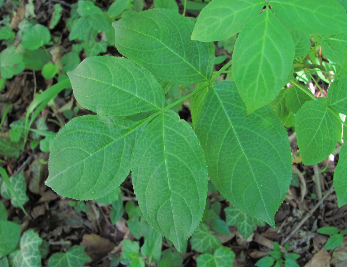 Image of Staphylea pinnata specimen.