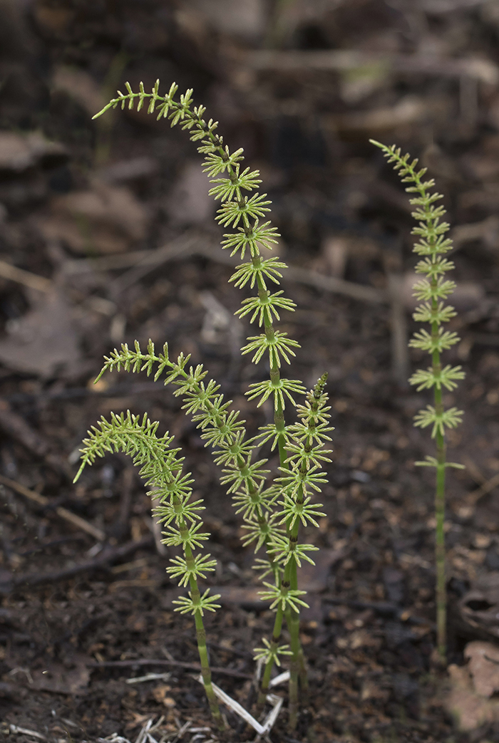 Image of Equisetum pratense specimen.