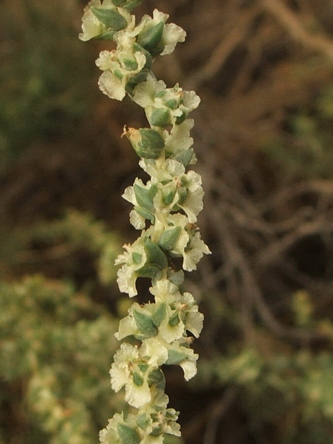 Изображение особи Salsola laricina.