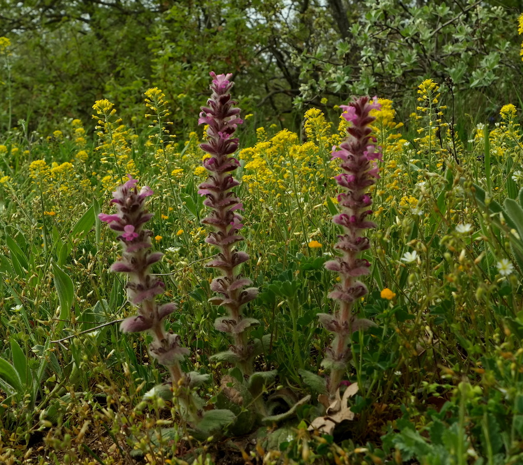 Изображение особи Ajuga orientalis.