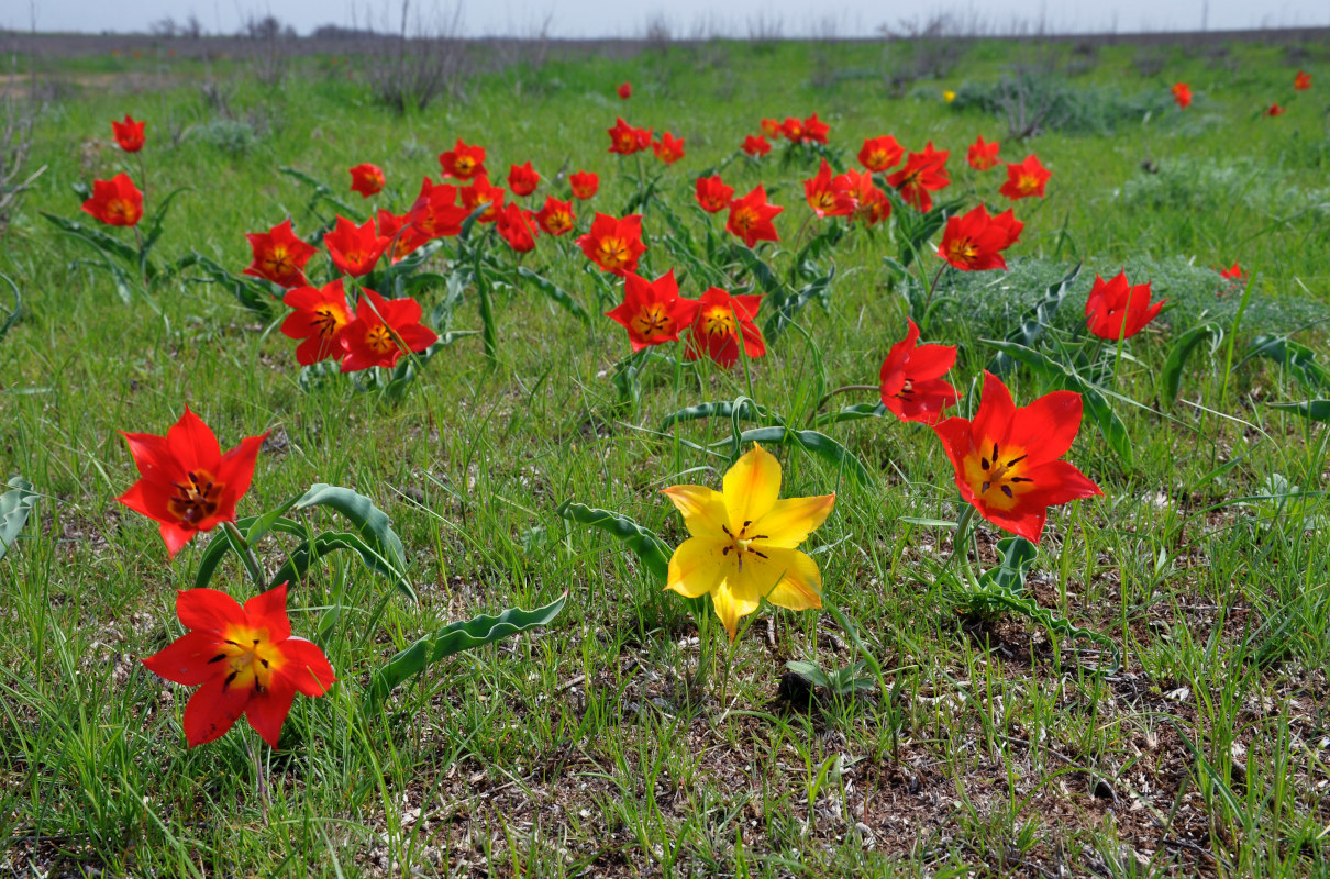 Image of Tulipa suaveolens specimen.