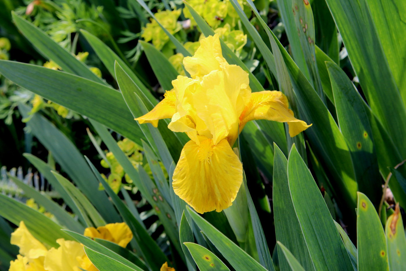 Image of Iris &times; hybrida specimen.