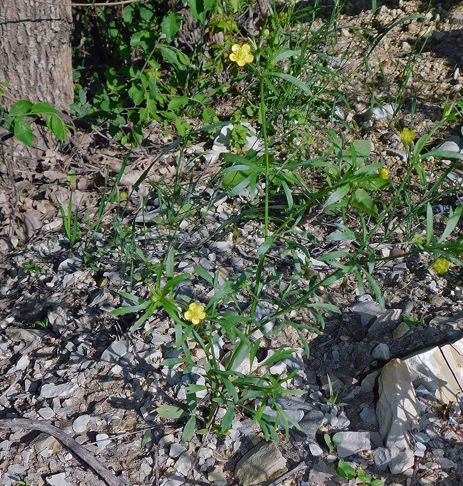 Image of Ranunculus arvensis specimen.