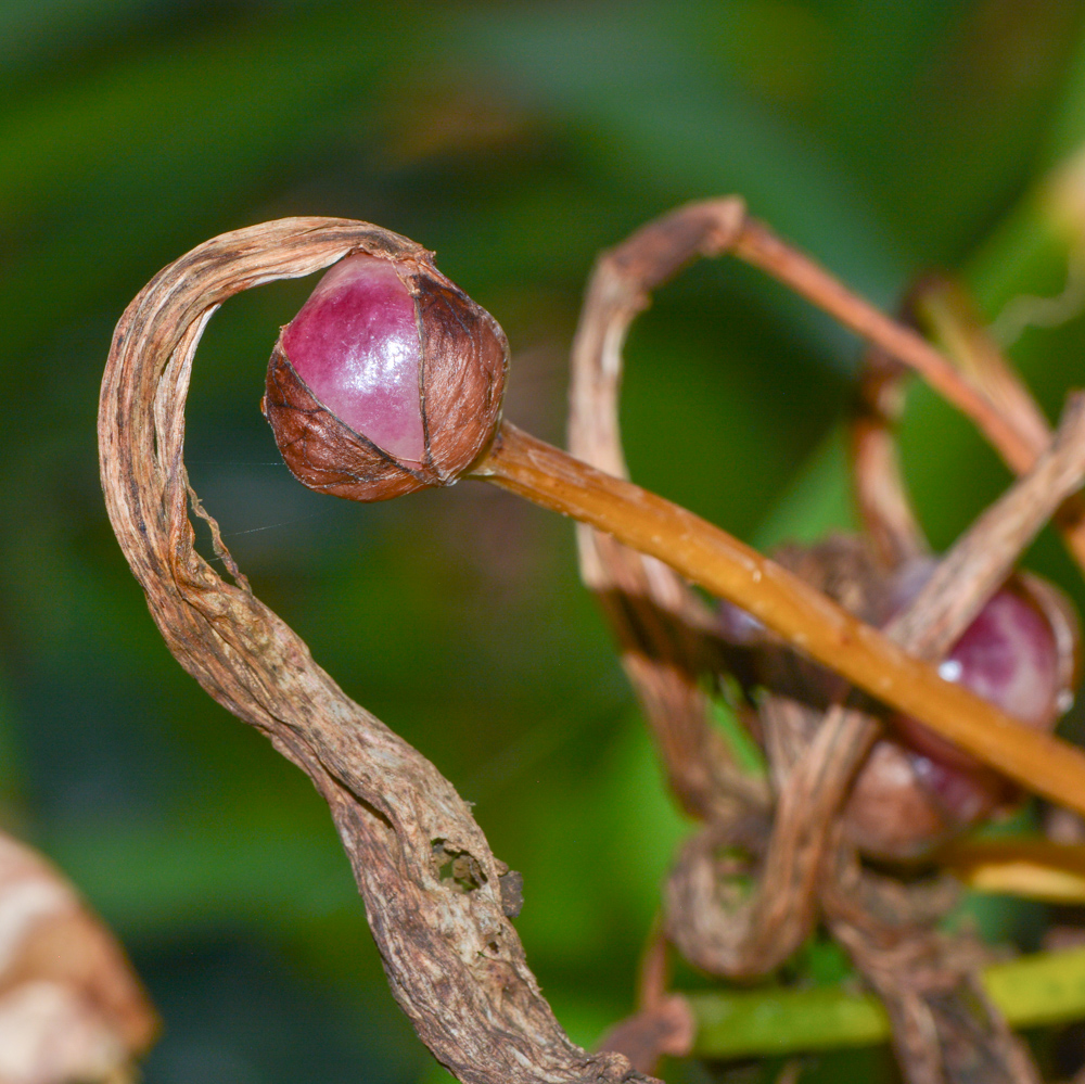 Image of Amaryllis belladonna specimen.