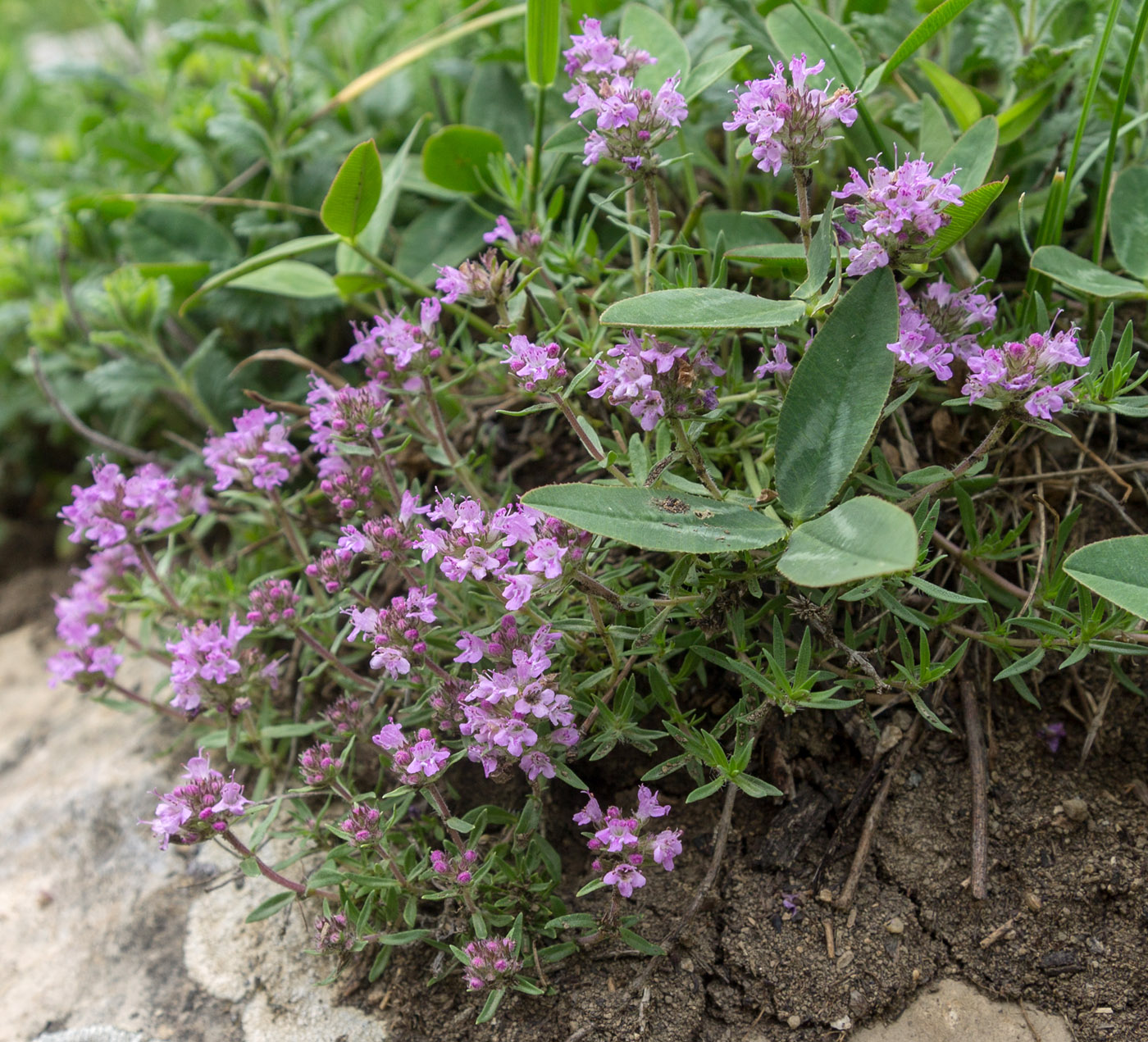 Изображение особи род Thymus.