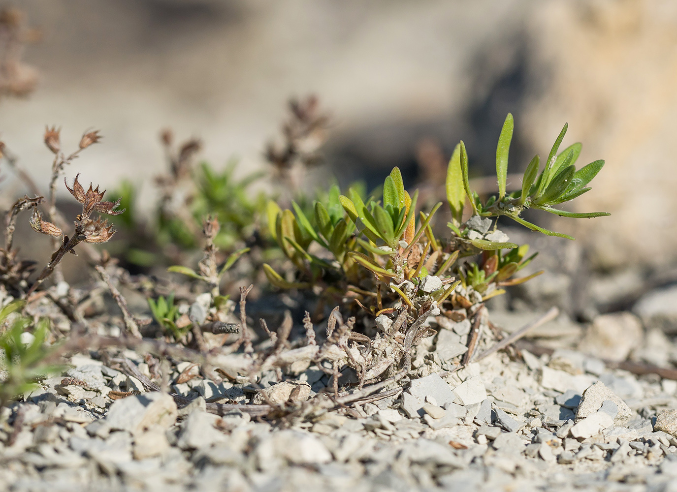 Изображение особи Thymus sessilifolius.