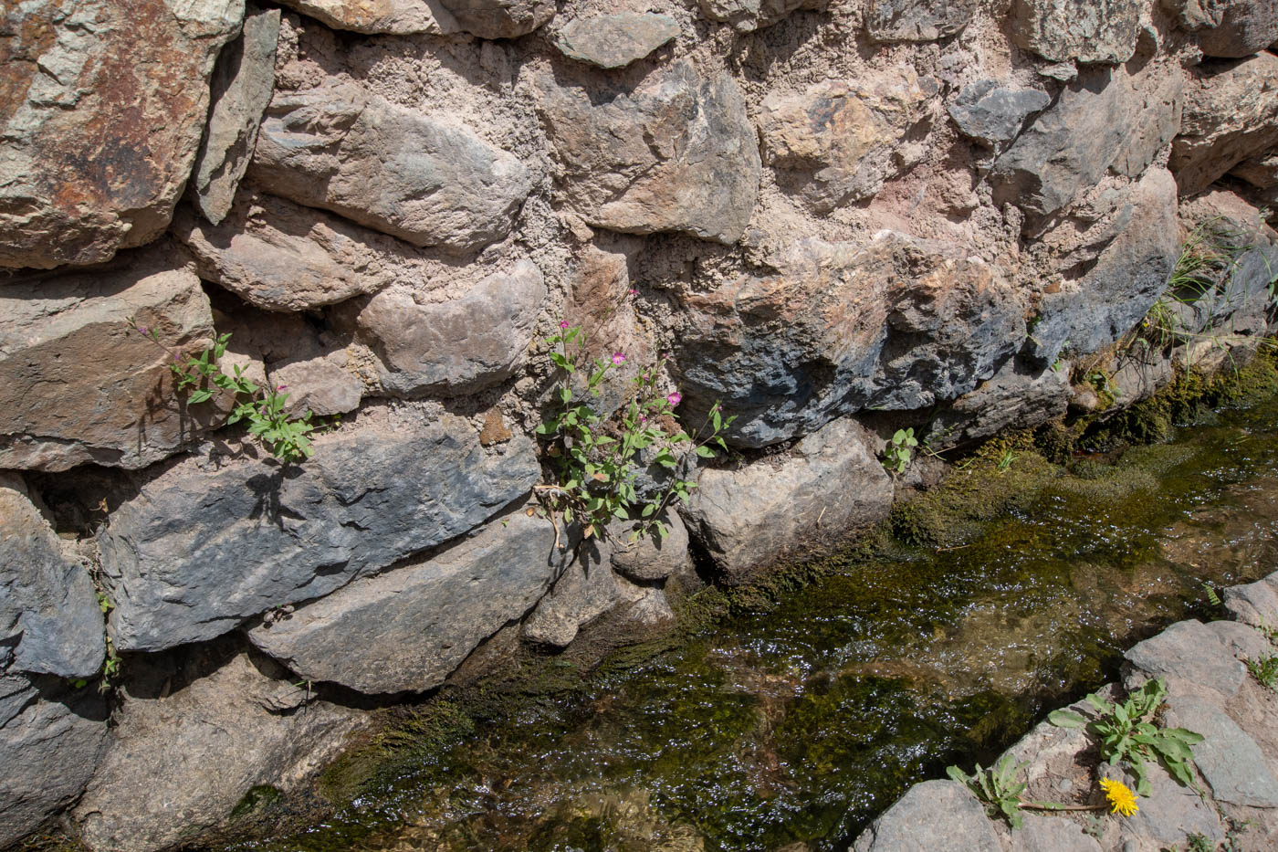 Image of Oenothera rosea specimen.