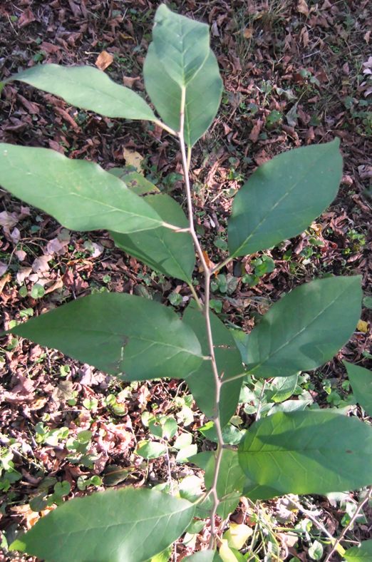 Изображение особи Maclura pomifera.