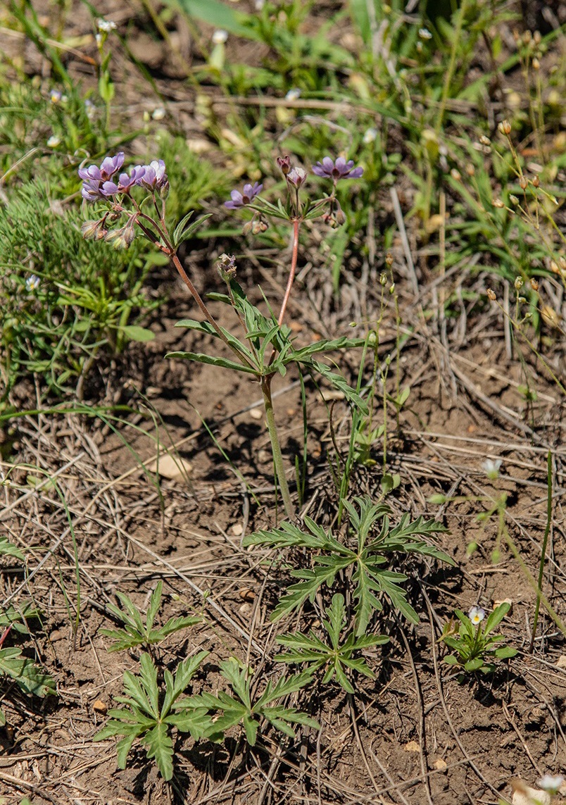 Изображение особи Geranium tuberosum.