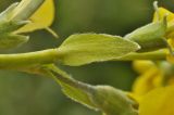 Thermopsis lupinoides