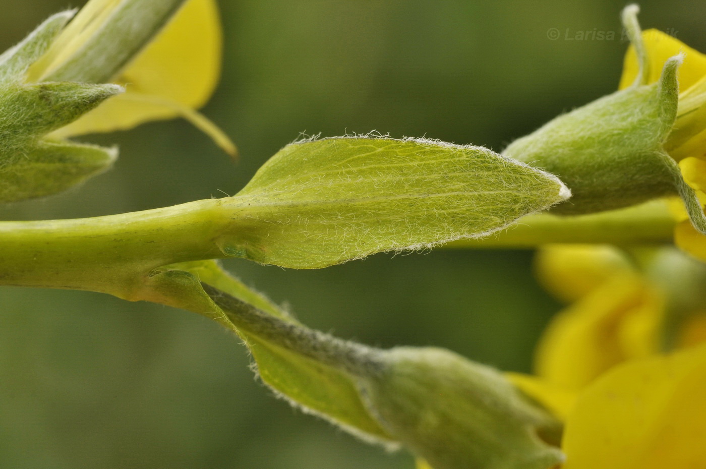 Image of Thermopsis lupinoides specimen.