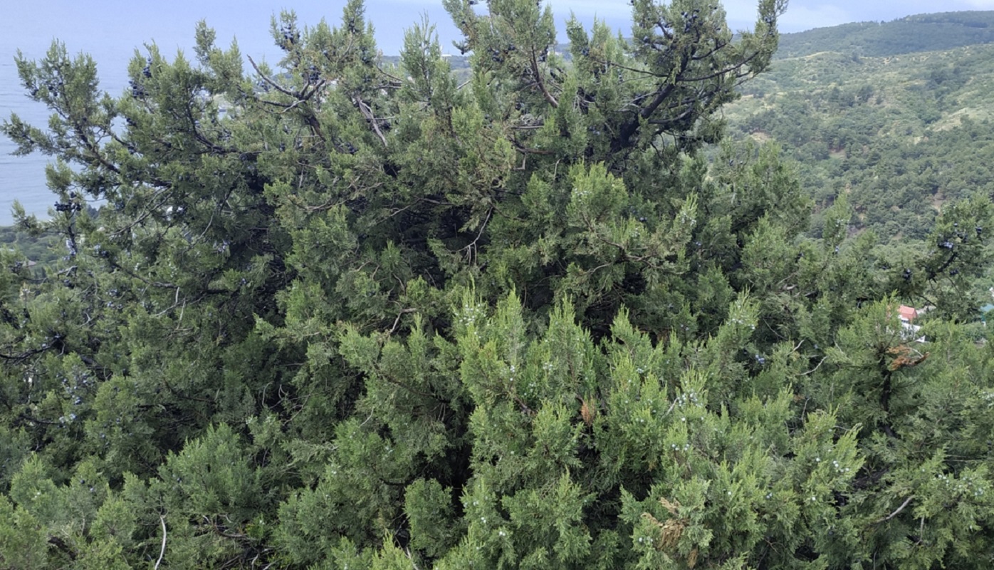 Изображение особи Juniperus excelsa.