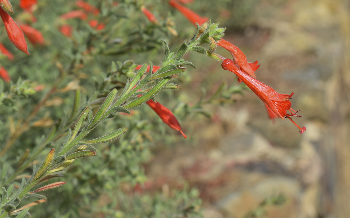 Image of Epilobium canum specimen.