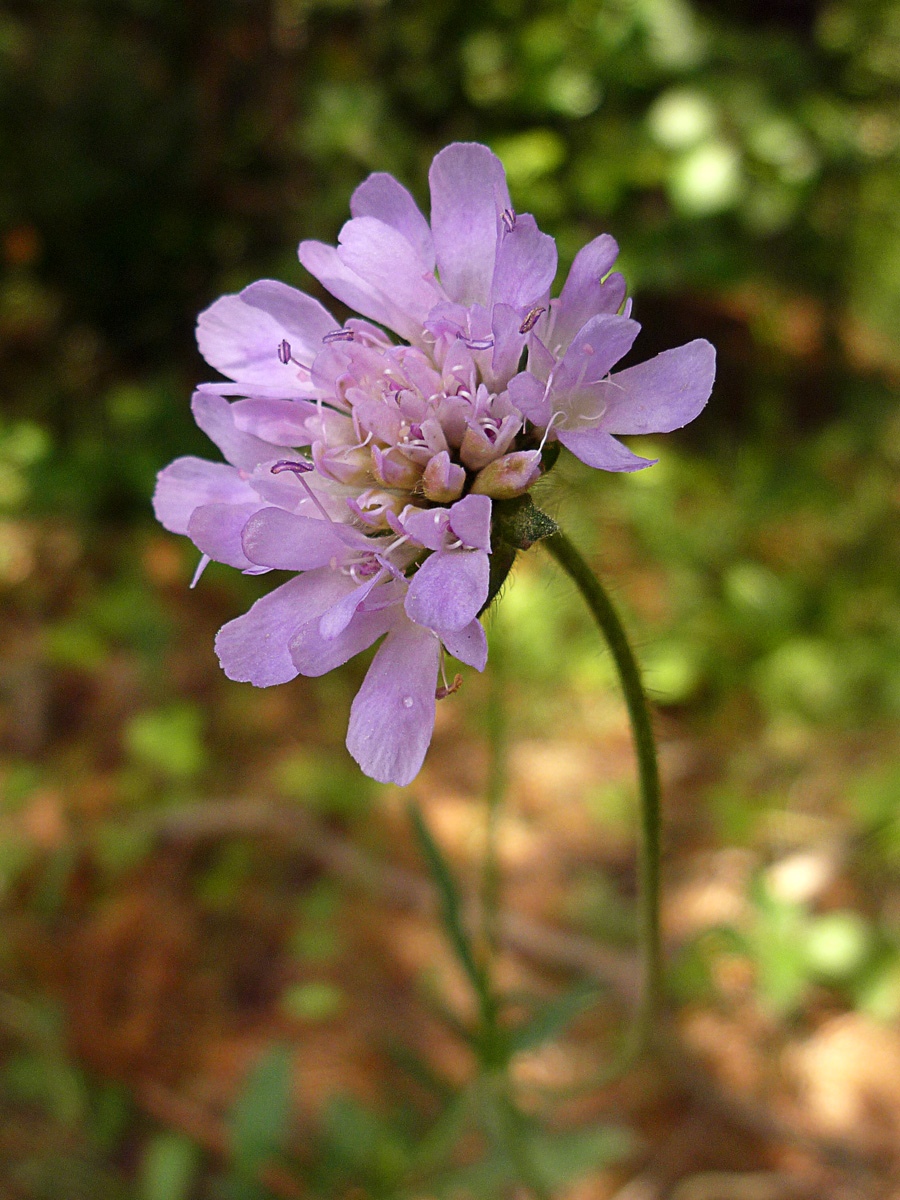 Image of Knautia arvensis specimen.