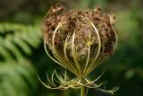 Daucus carota