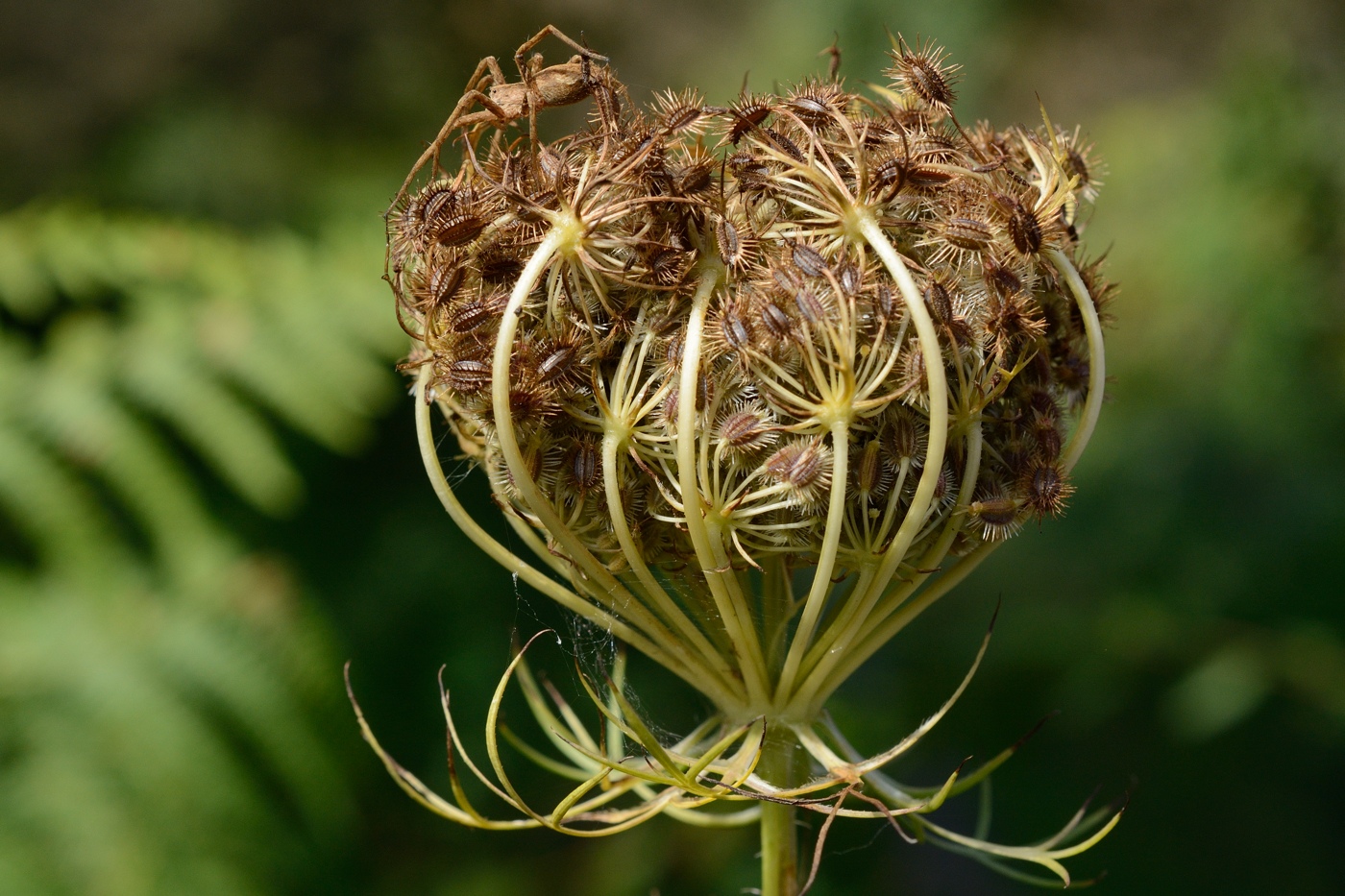 Image of Daucus carota specimen.