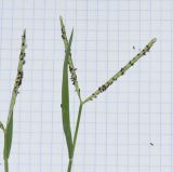 Image of taxon representative. Author is Татьяна Мальчинская