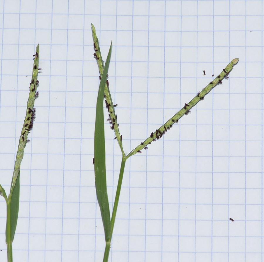 Image of Paspalum distichum specimen.