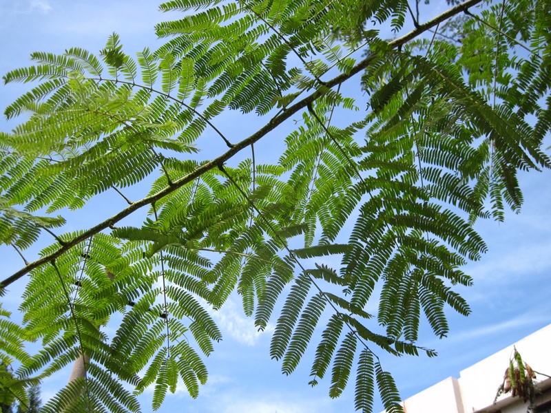 Image of familia Fabaceae specimen.