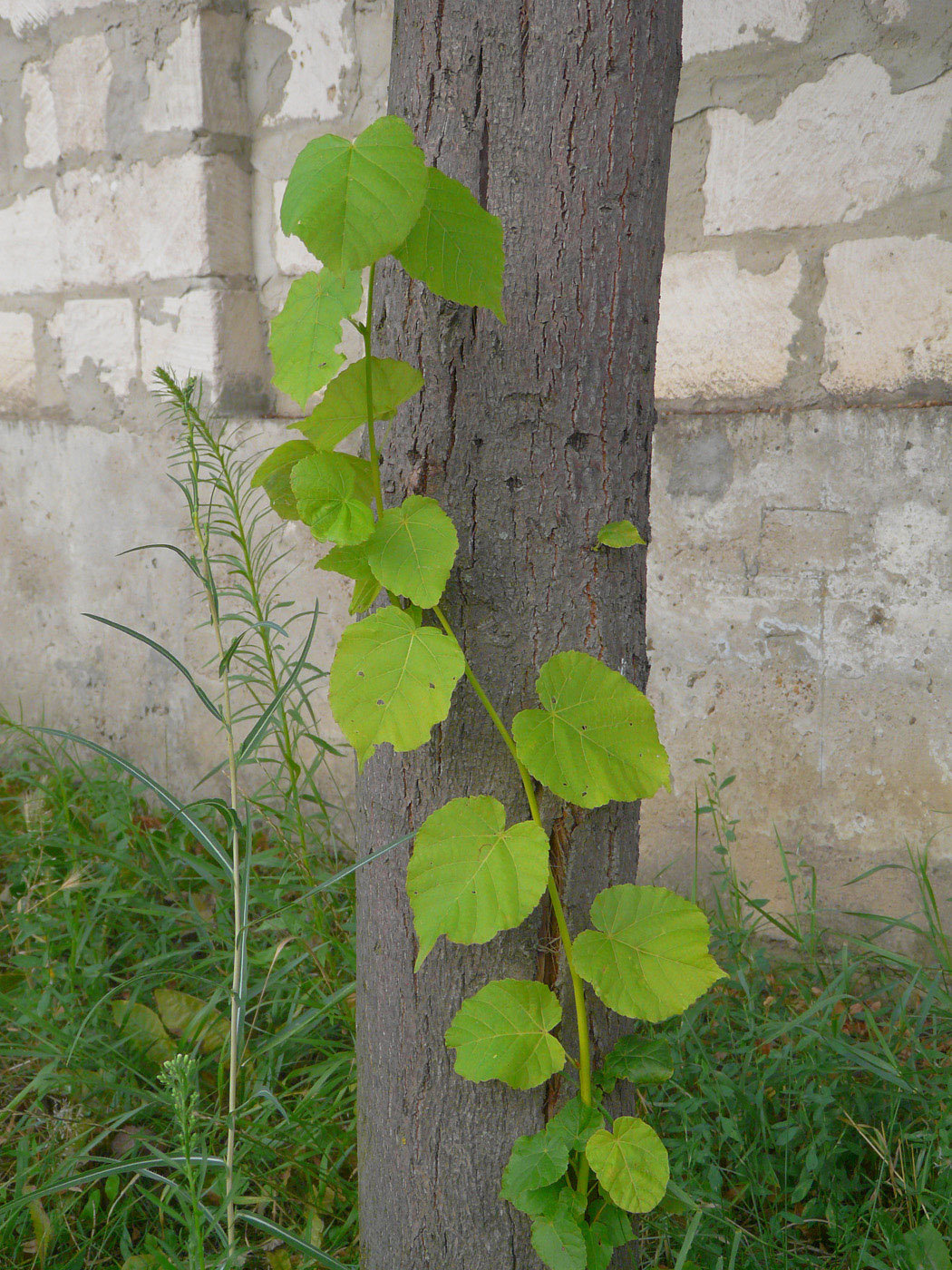 Image of Tilia cordata specimen.