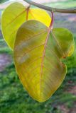 Ficus benghalensis