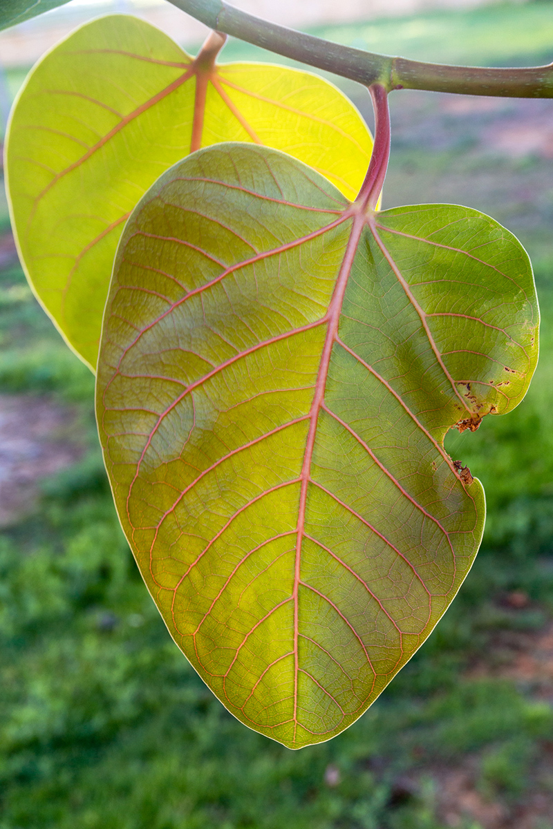 Image of Ficus benghalensis specimen.