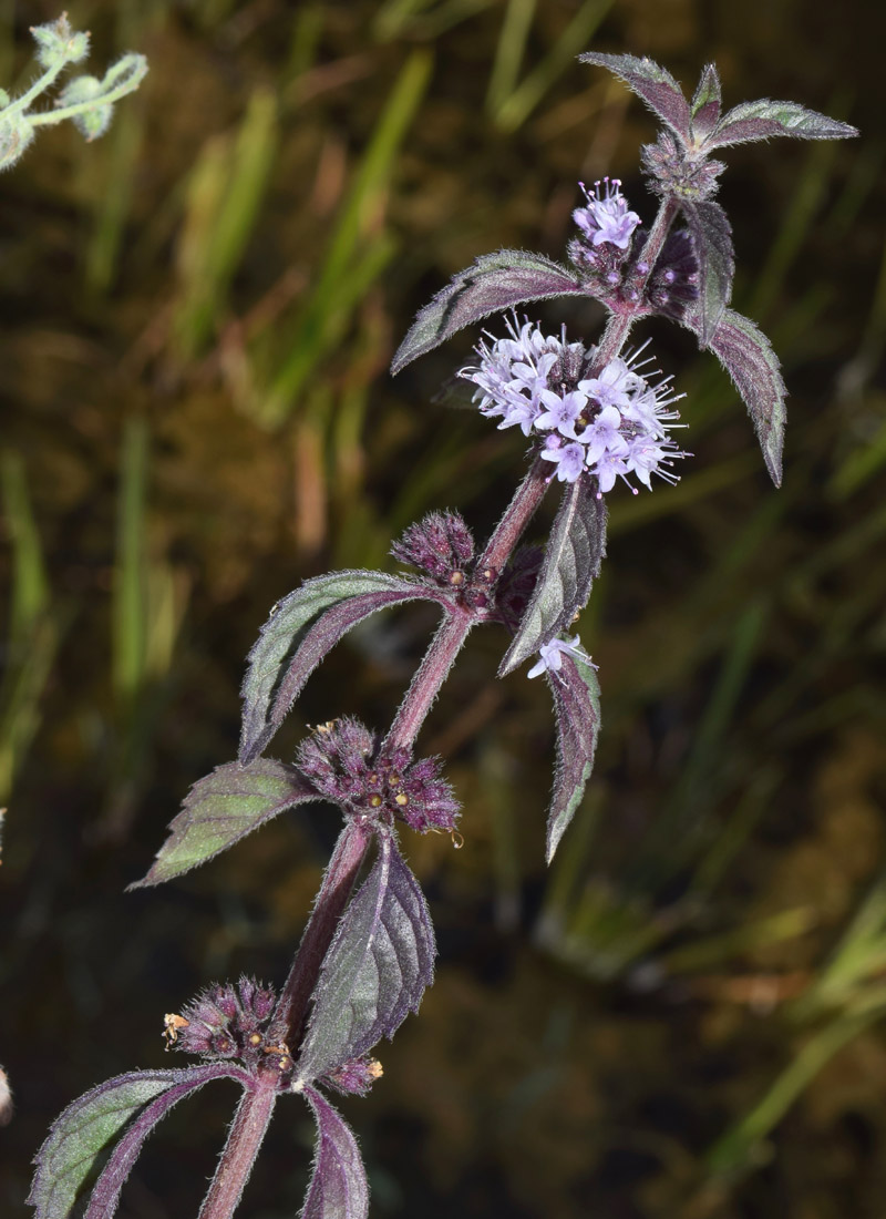 Image of Mentha arvensis specimen.