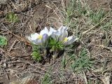 Pulsatilla turczaninovii