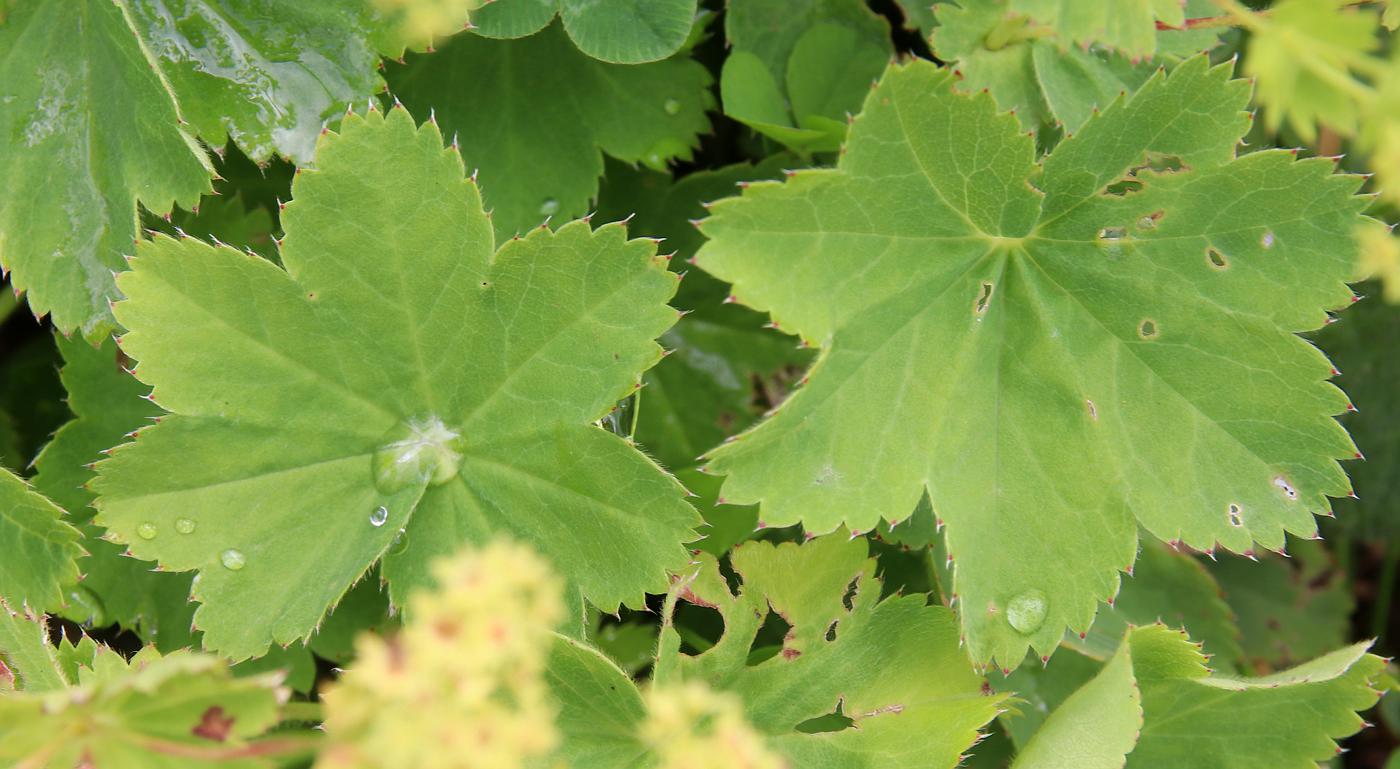 Image of Alchemilla valdehirsuta specimen.