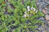 Astragalus kazbeki