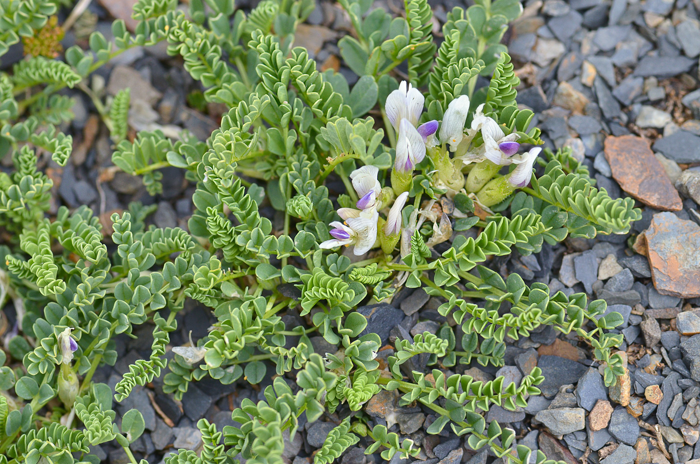 Изображение особи Astragalus kazbeki.