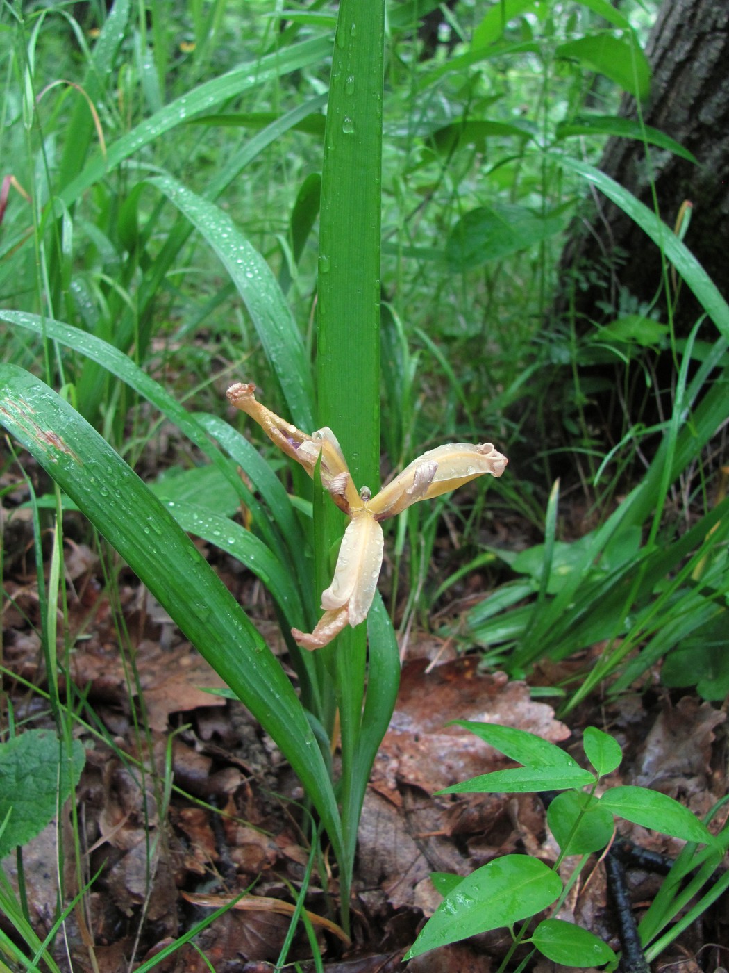 Image of Iris colchica specimen.