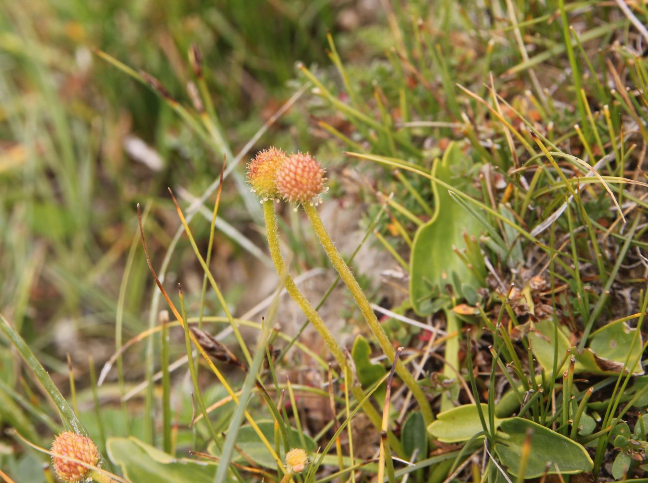 Image of Halerpestes salsuginosa specimen.