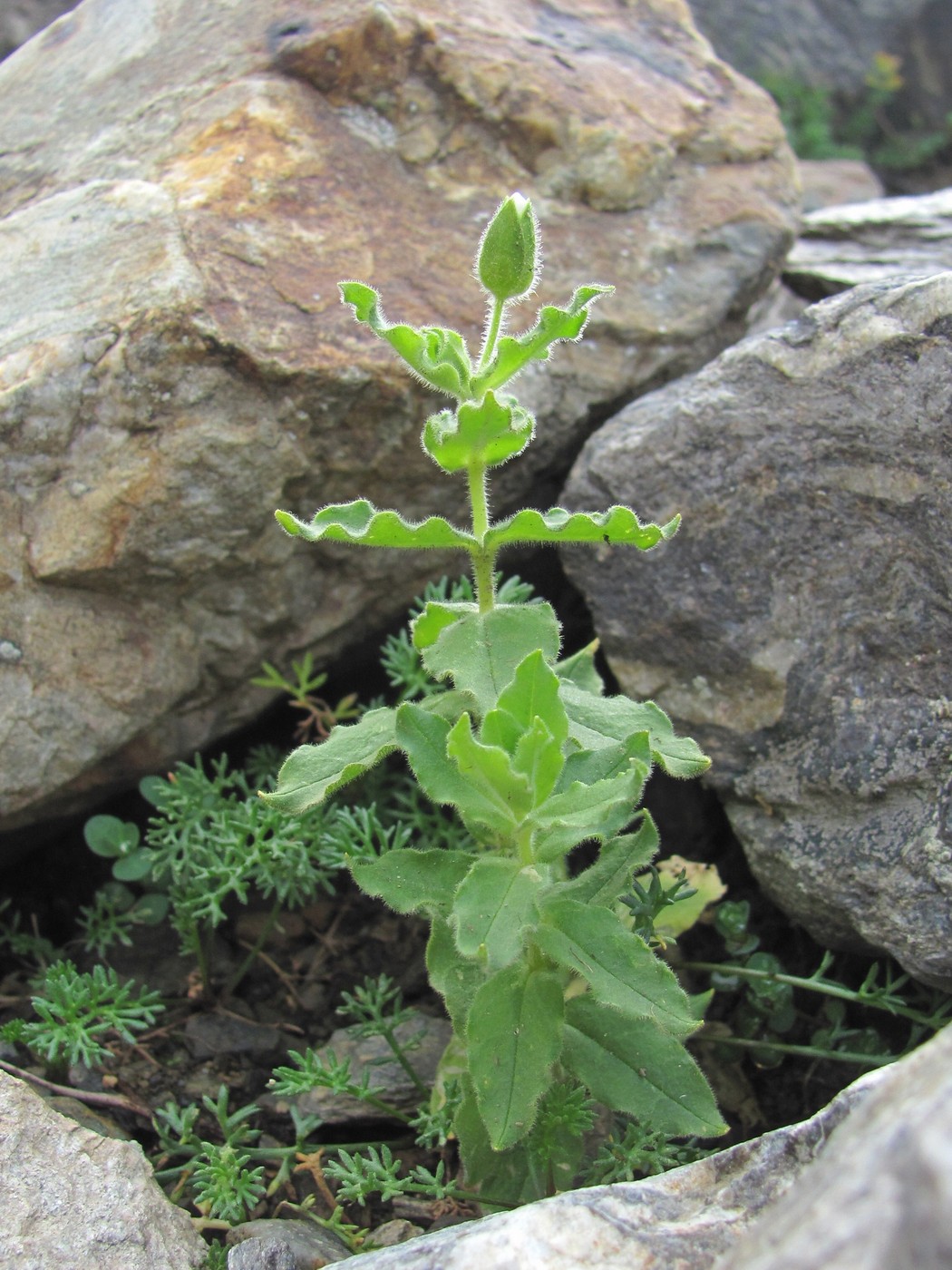 Image of Cerastium undulatifolium specimen.