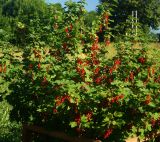 Ribes rubrum