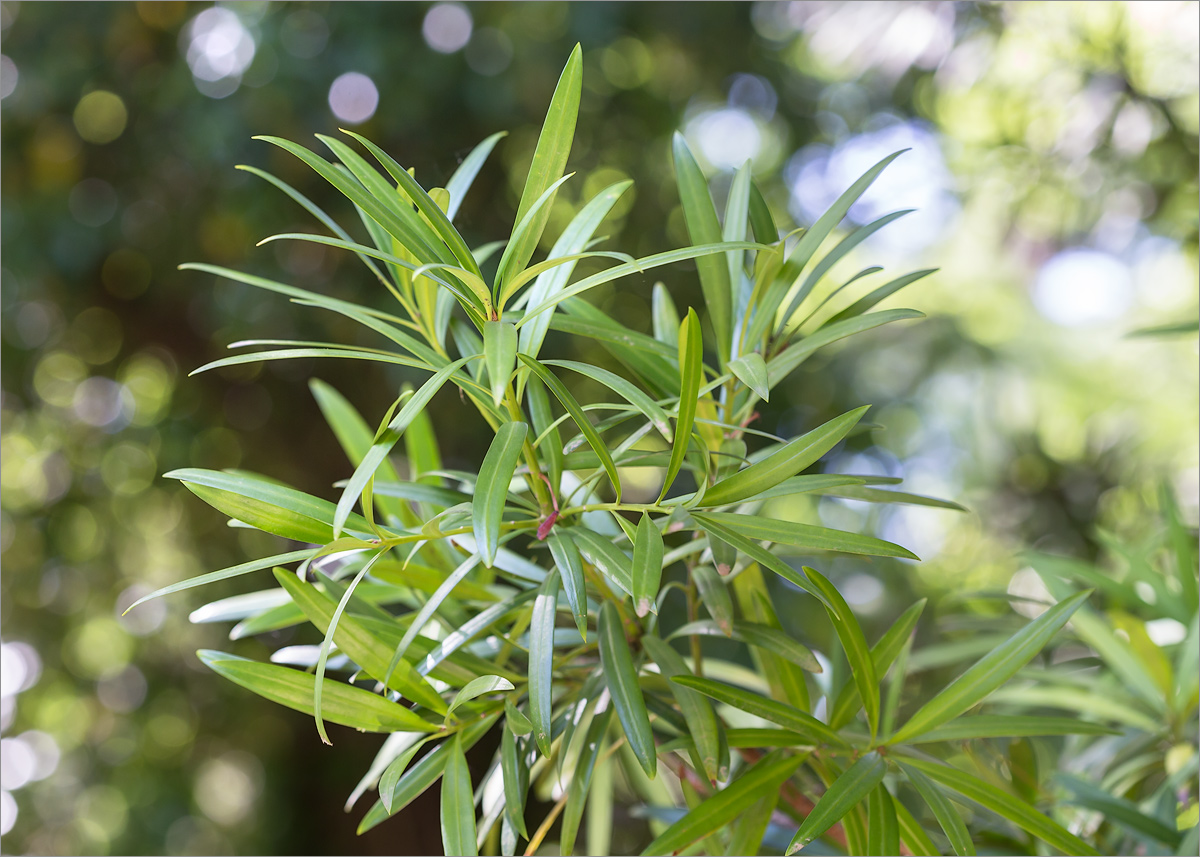 Image of Podocarpus macrophyllus specimen.