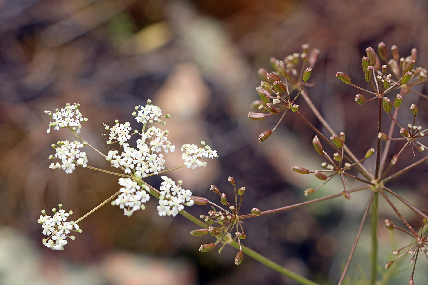 Изображение особи Oedibasis chaerophylloides.