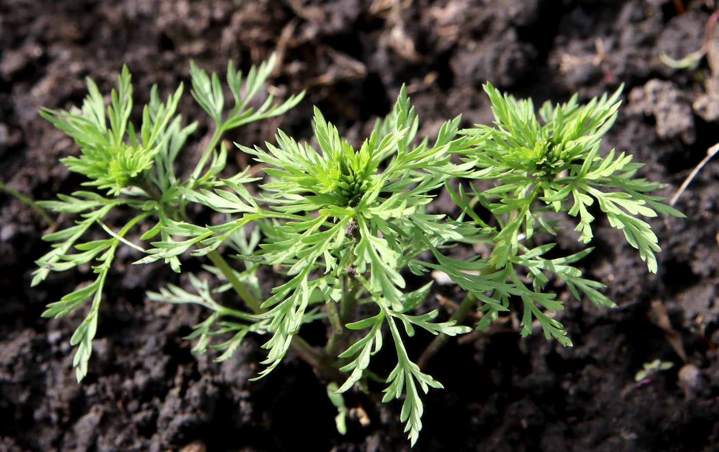 Image of Adonis volgensis specimen.