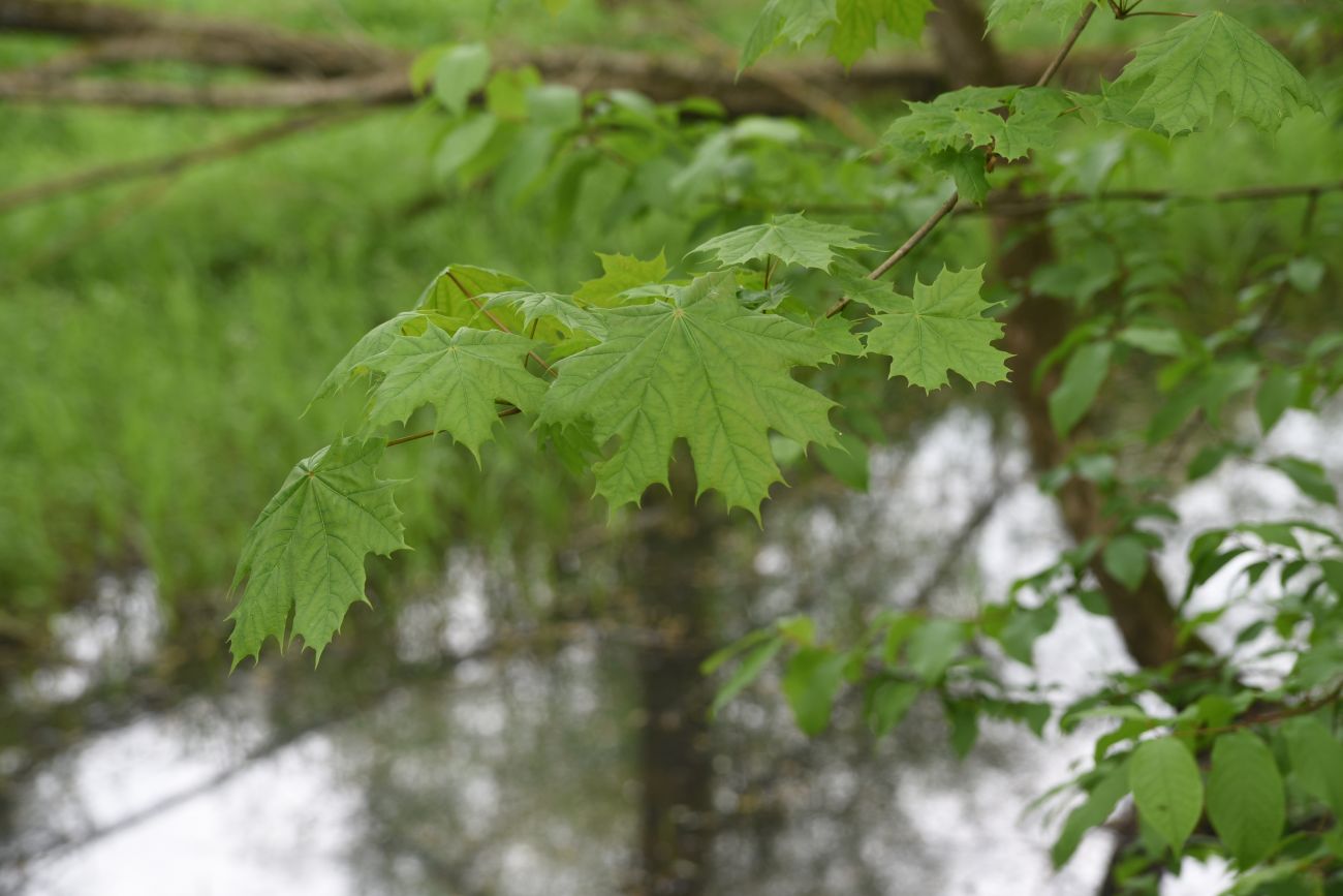 Изображение особи Acer platanoides.