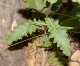 Verbascum tripolitanum