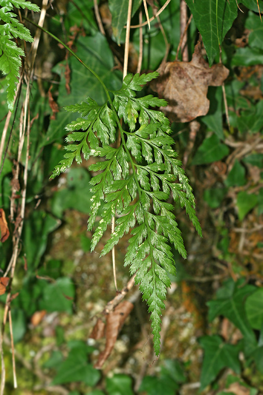 Изображение особи Asplenium adiantum-nigrum.