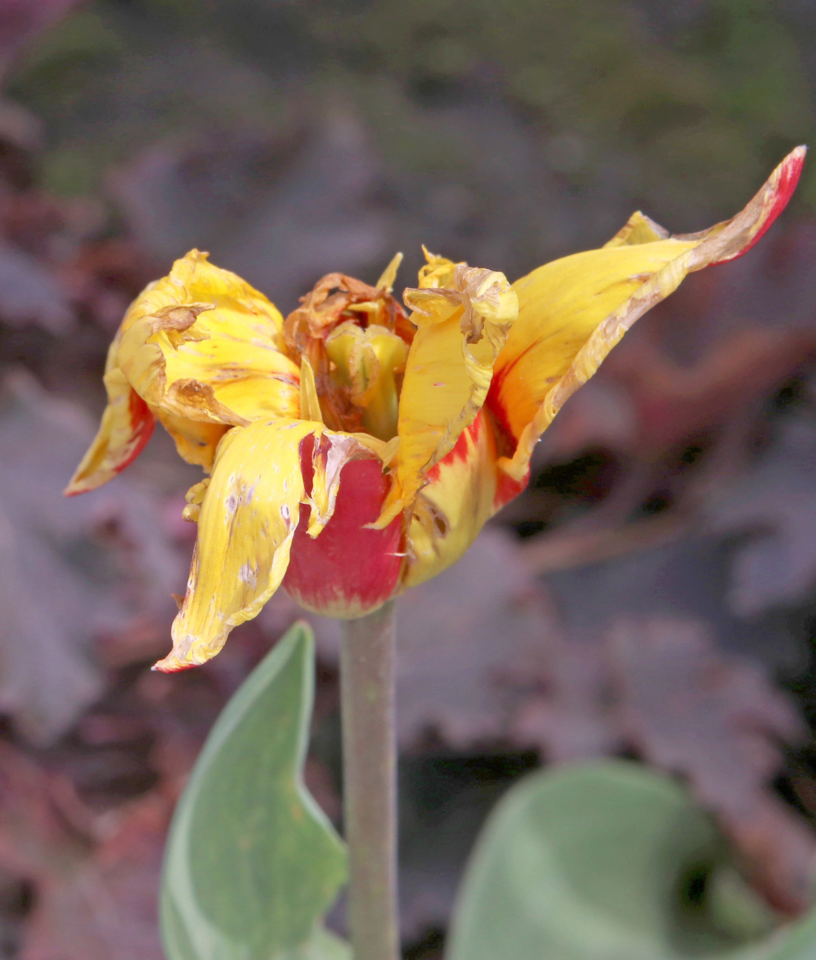 Изображение особи Tulipa tschimganica.