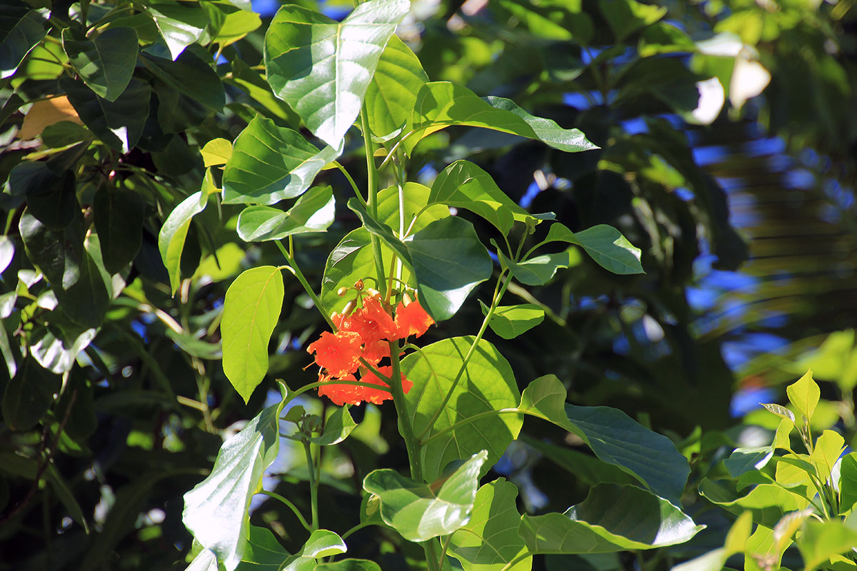 Изображение особи Cordia subcordata.