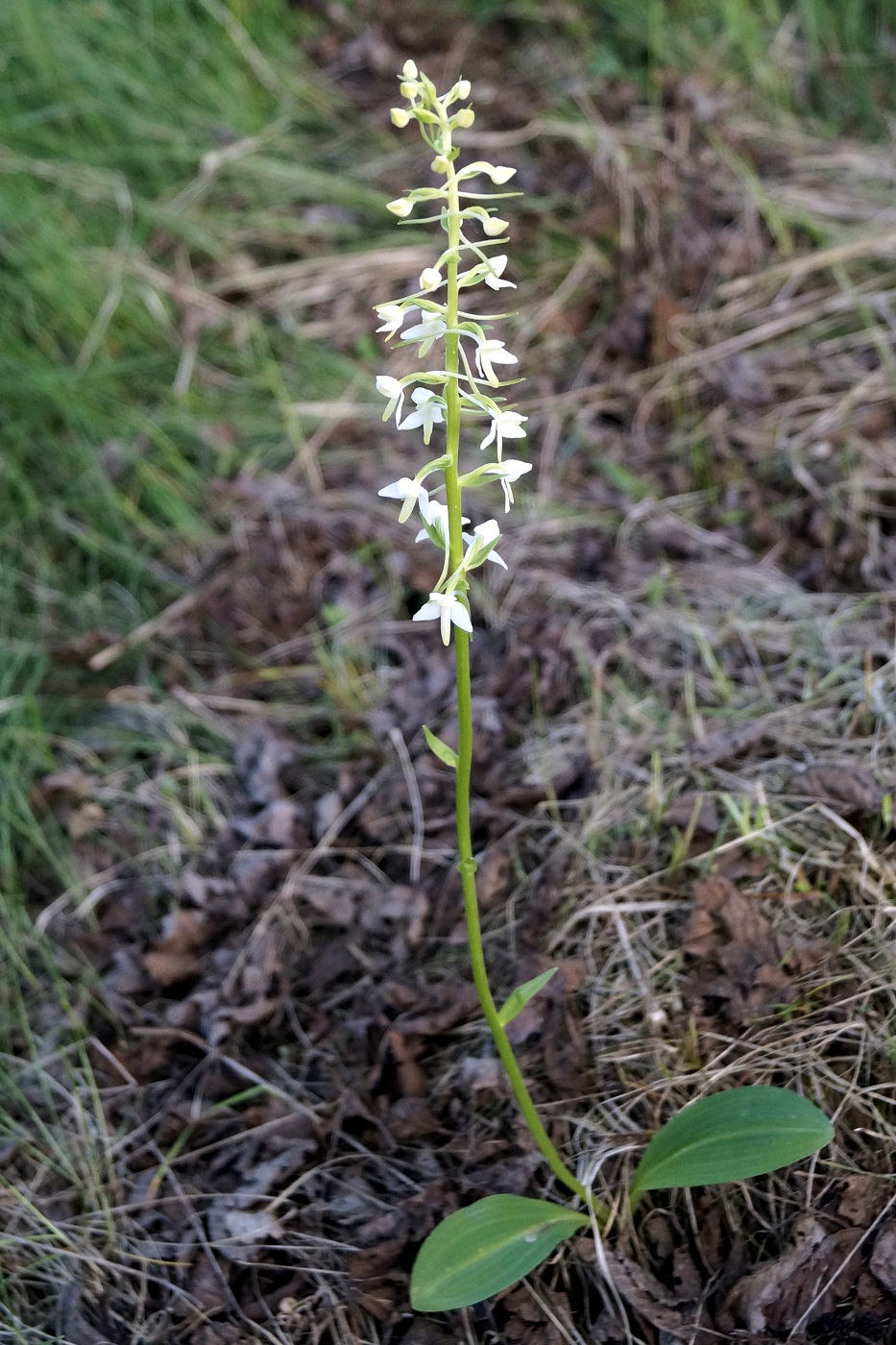 Изображение особи Platanthera bifolia.