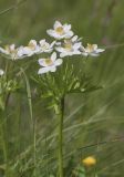 Anemonastrum fasciculatum