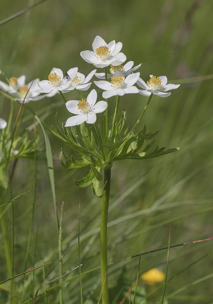 Изображение особи Anemonastrum fasciculatum.