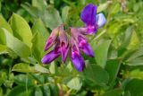 Lathyrus subspecies pubescens