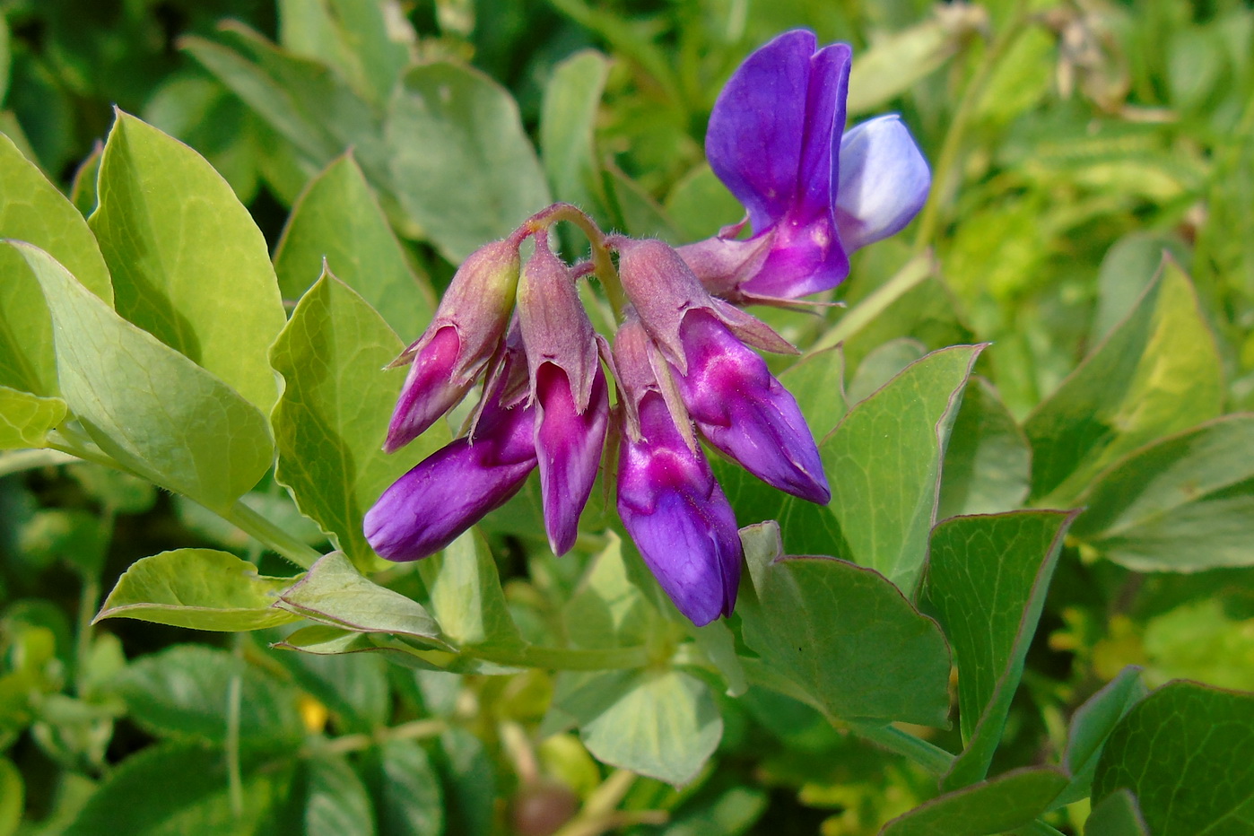 Image of Lathyrus japonicus ssp. pubescens specimen.