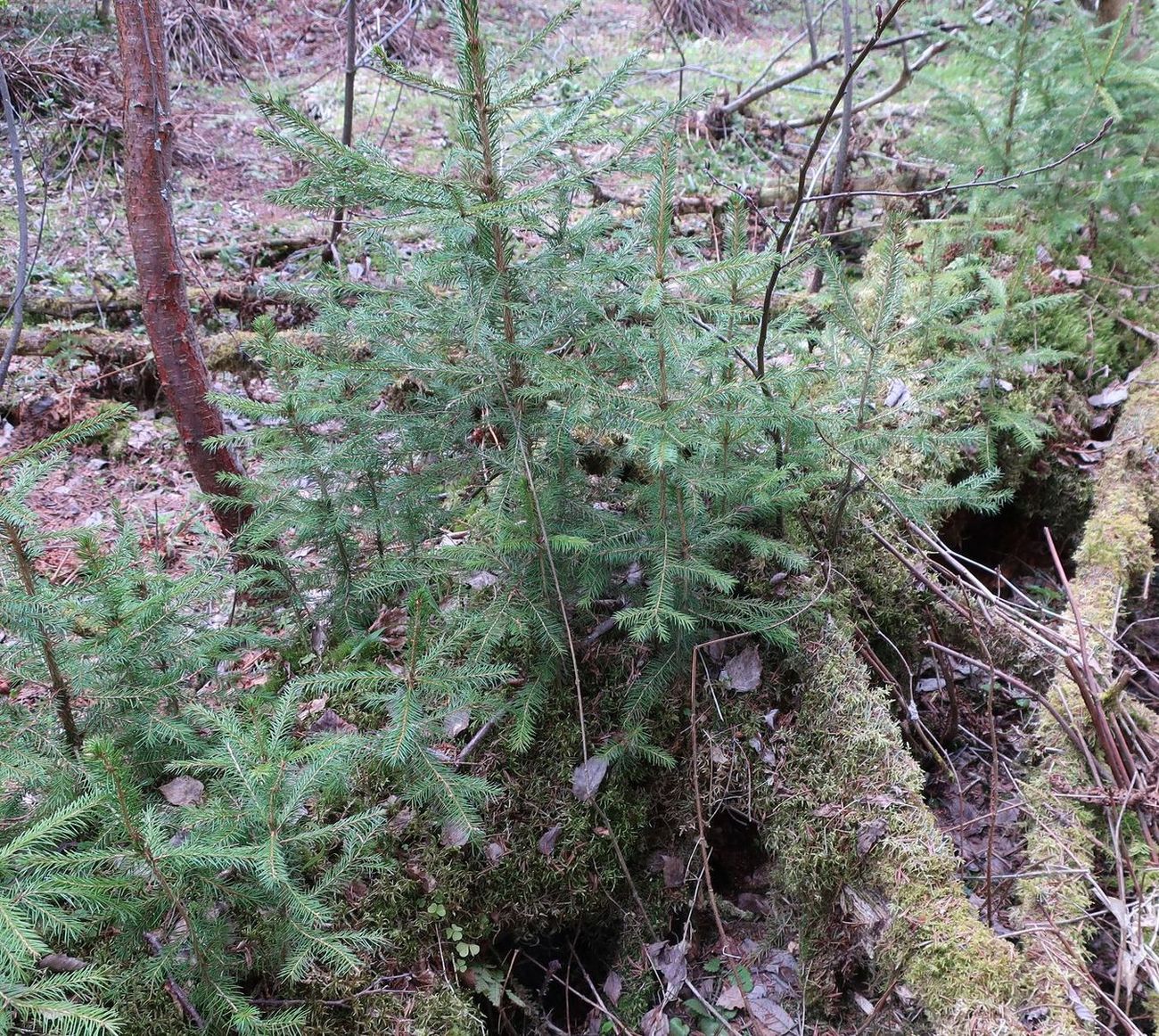 Image of Picea abies specimen.