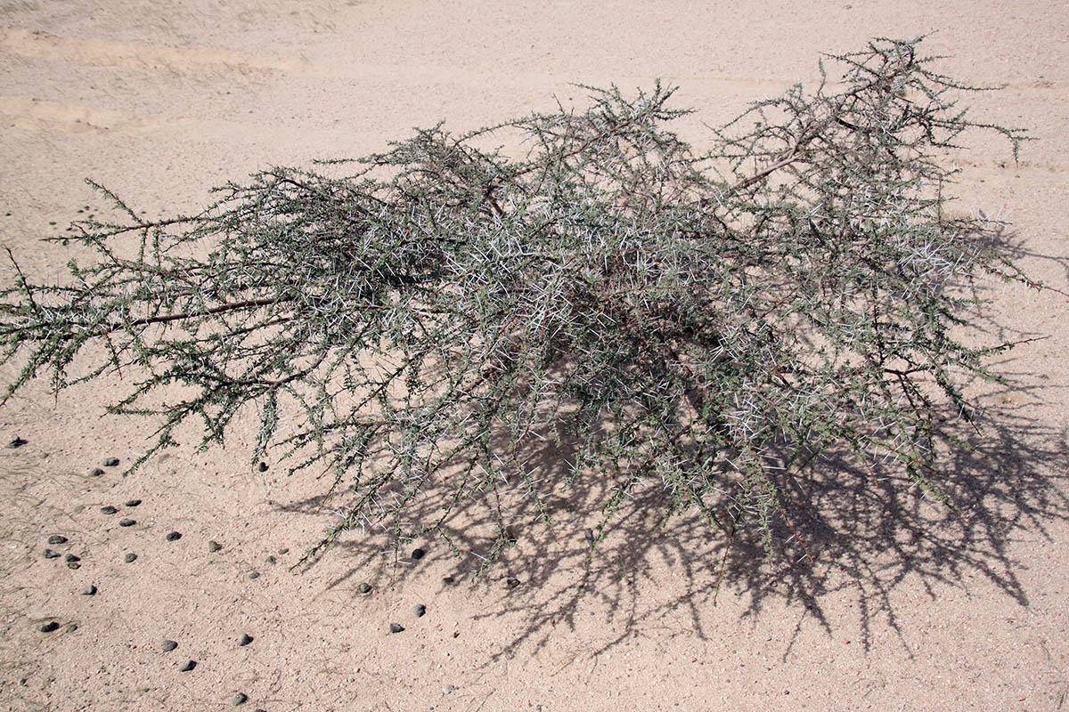 Image of Vachellia tortilis ssp. raddiana specimen.